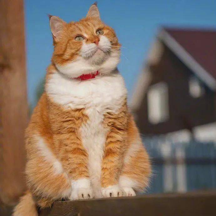 这只焦糖味儿的胖橘猫,可爱又淡然呢!