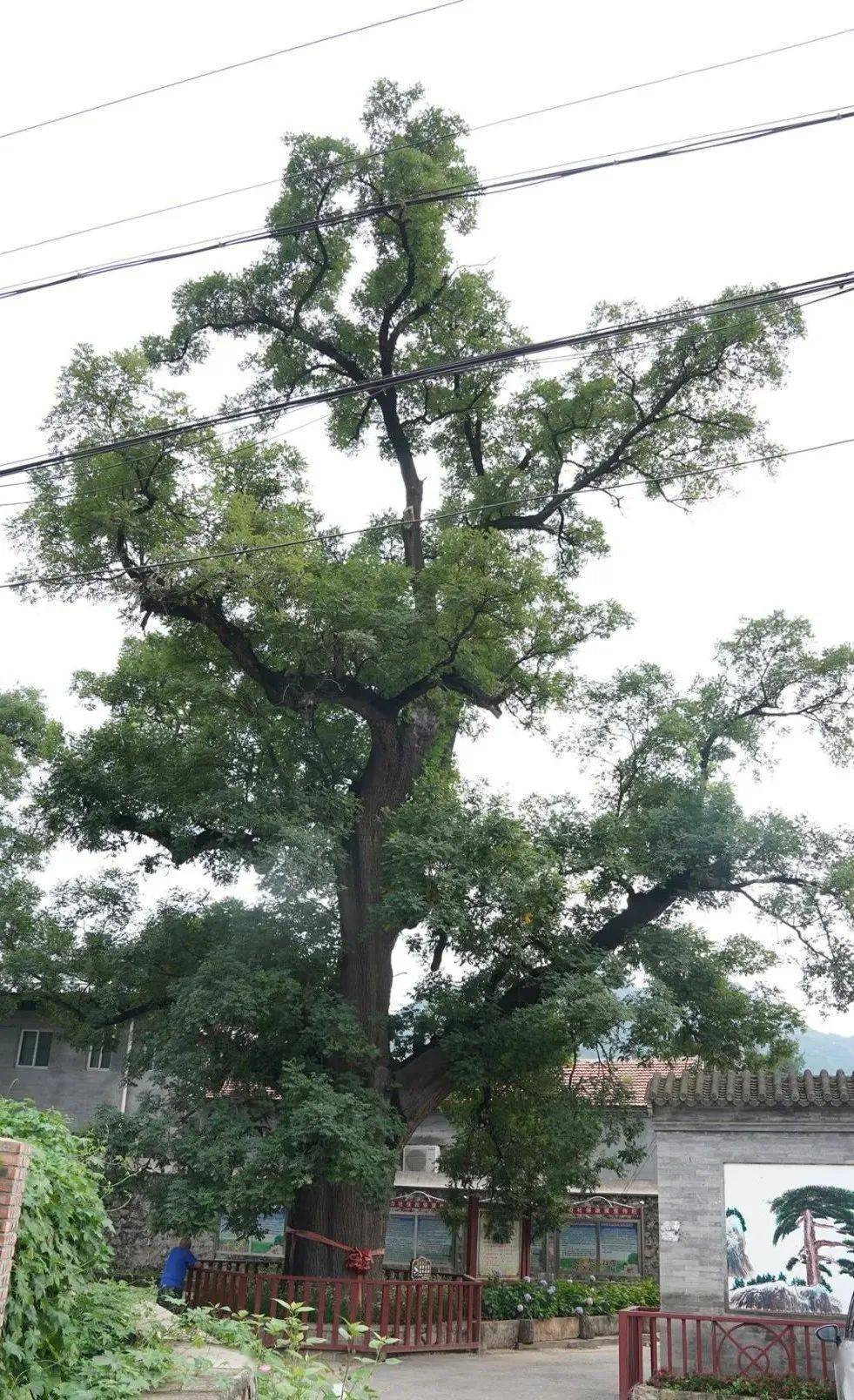 南口镇檀峪村"青檀"