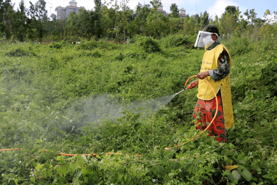 部署外来有害物种薇甘菊防治工作,全力保护好景洪市的生态安全和动