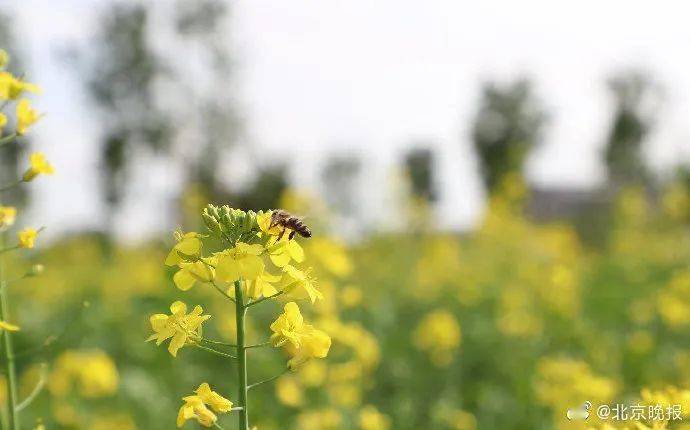 北京大兴瀛海400亩油菜花盛放,坐地铁就能去!