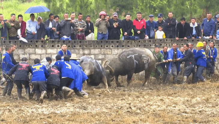 独山上司镇:"四月八",斗牛忙