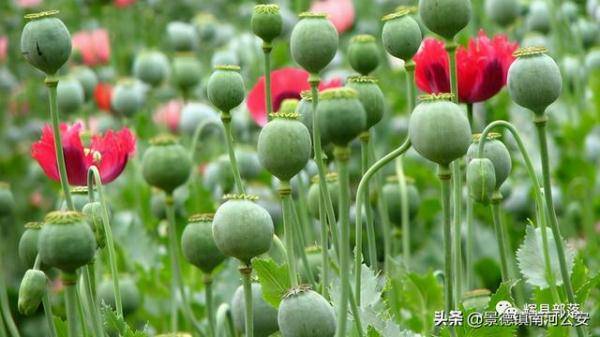 图为罂粟花4月12日,辉县市人民检察院员额检察官孙艳受理了一起非法