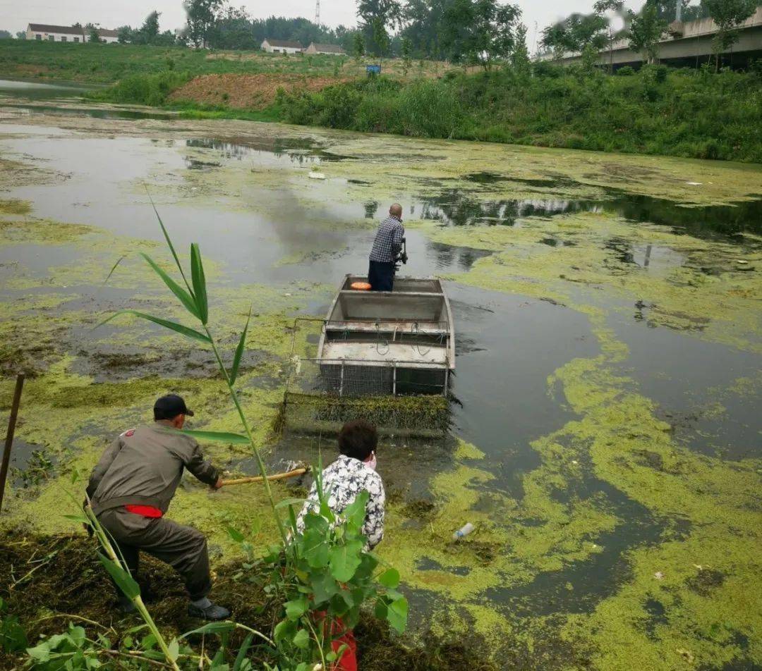 【我为群众办实事】清理打捞水草 改善河道水环境