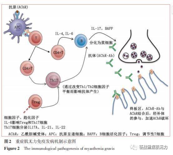 重症肌无力多靶点治疗的现状和问题