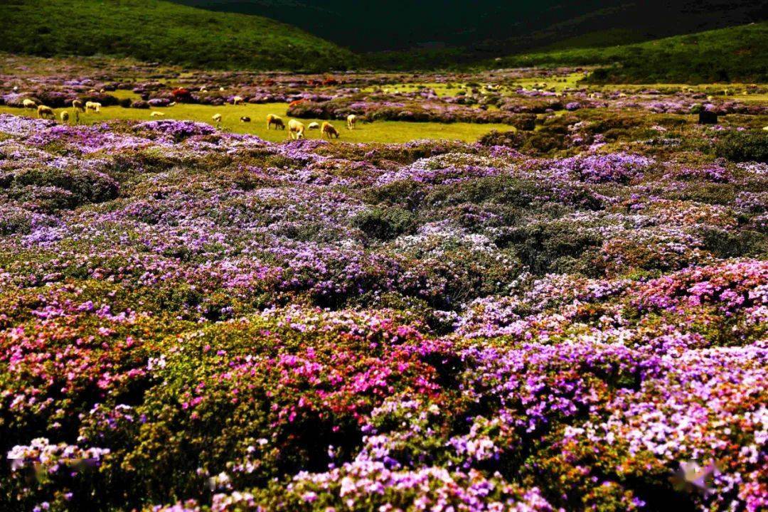 凉山索玛花