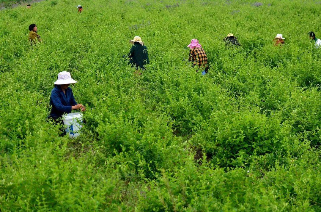 安徽省怀远县双桥集镇,万亩中药材产业示范园里的金银花喜获丰收.