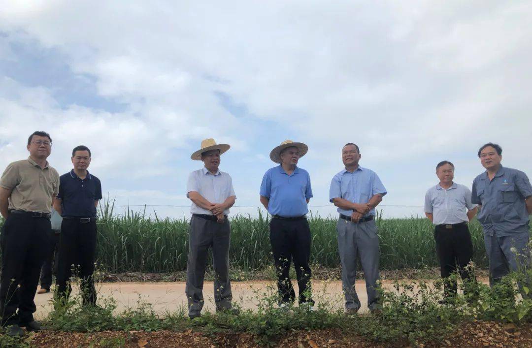 自治区糖业发展办领导到上思县开展糖料蔗生产糖料蔗脱毒健康种苗推广