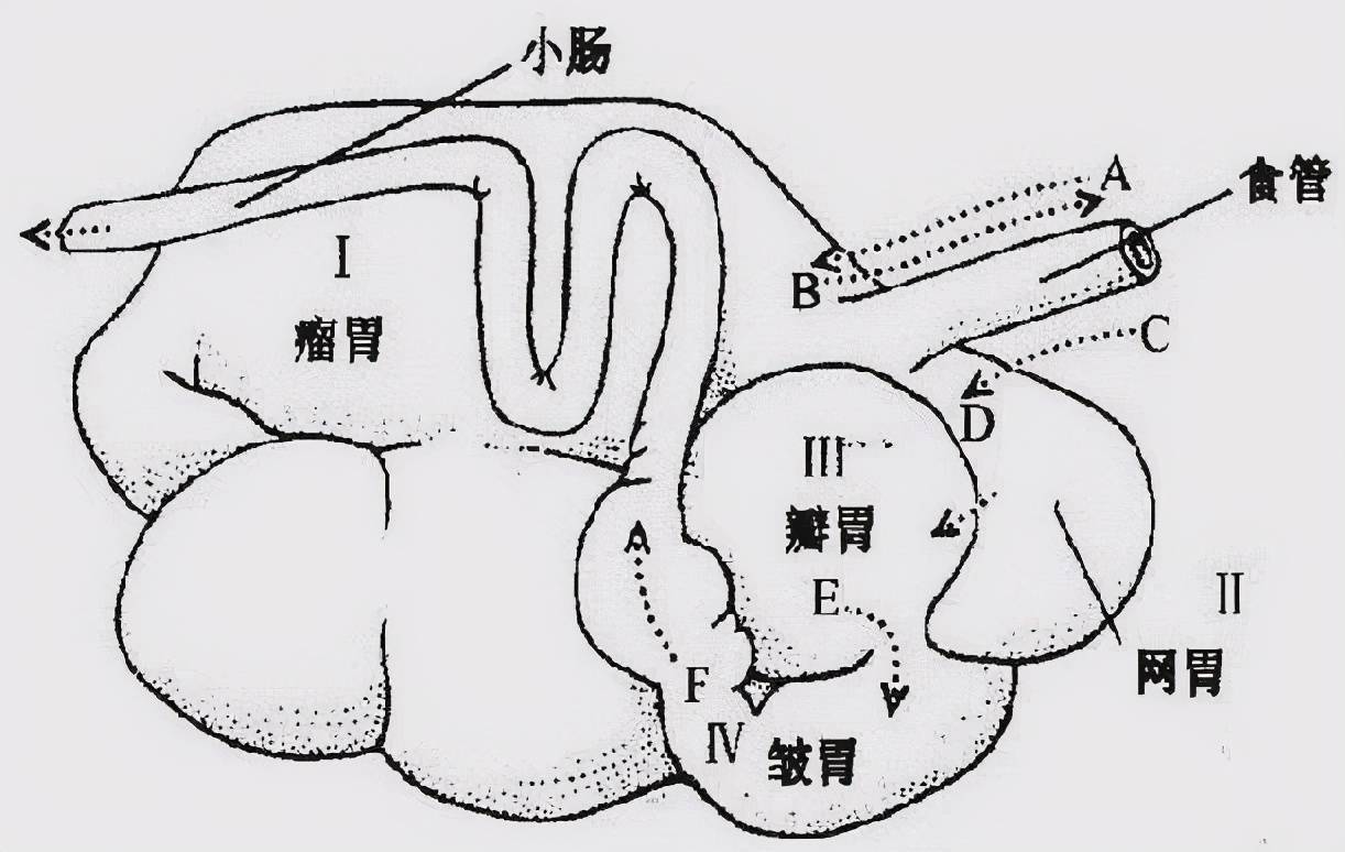 牛羊的胃比较特殊,有四个胃室,分别是瘤胃,蜂巢胃,重瓣胃,皱胃.