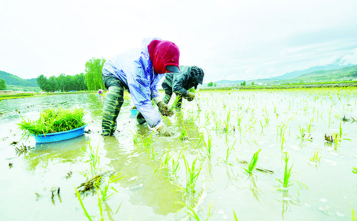 近日,河北隆化县的水稻种植户抢抓农时,开展水稻插秧工作,稻田间呈现