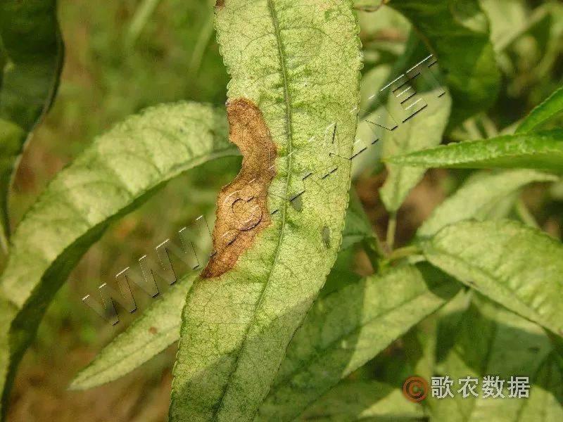 炭疽病:针对防病重在预防这一特点,结合防虫,喷药时及时喷代森锰锌