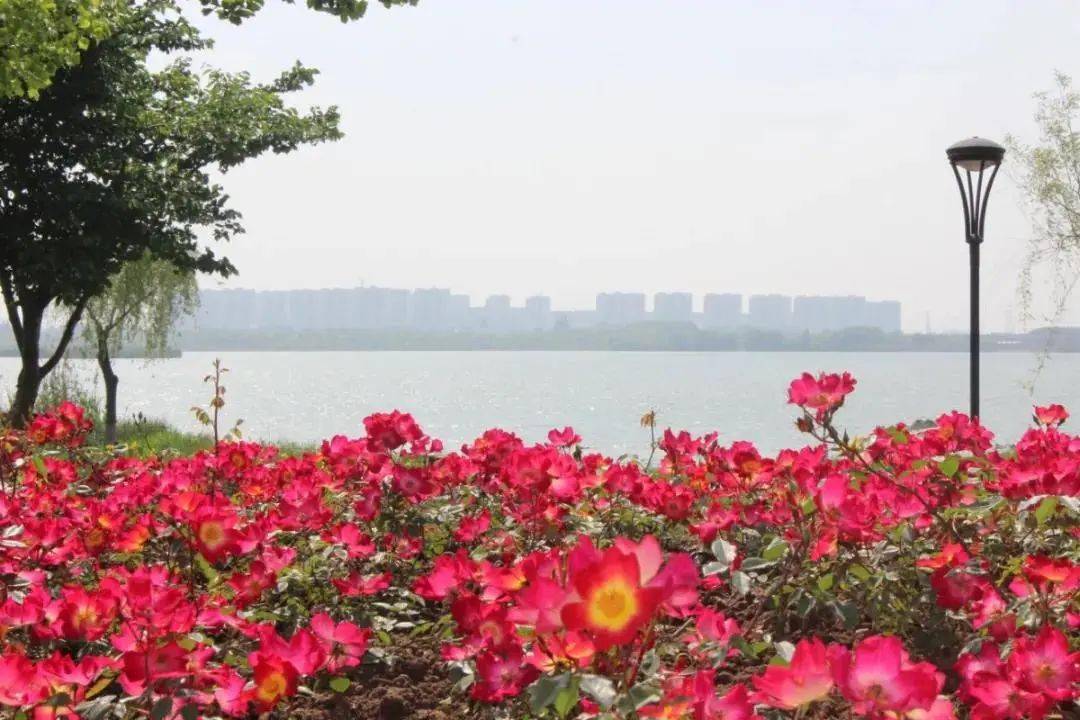 "花海"常州,真香!