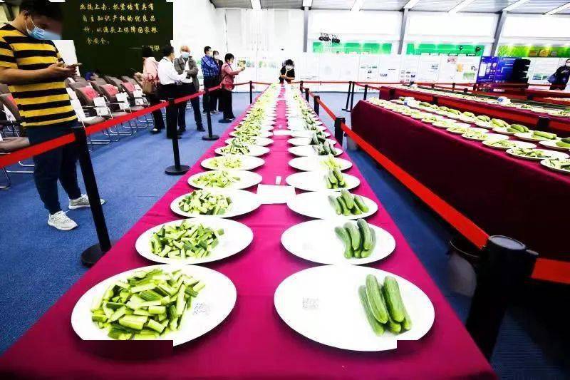 今天番茄黄瓜在通州开会数百品种番茄黄瓜打擂台场面有多壮观