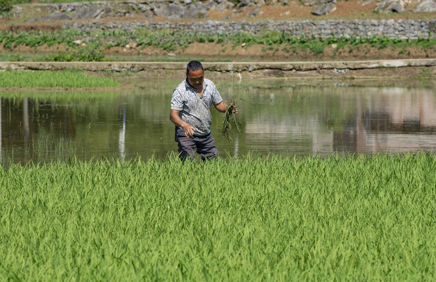 黔西:不负夏日好时光 农民稻田劳作忙_秧苗