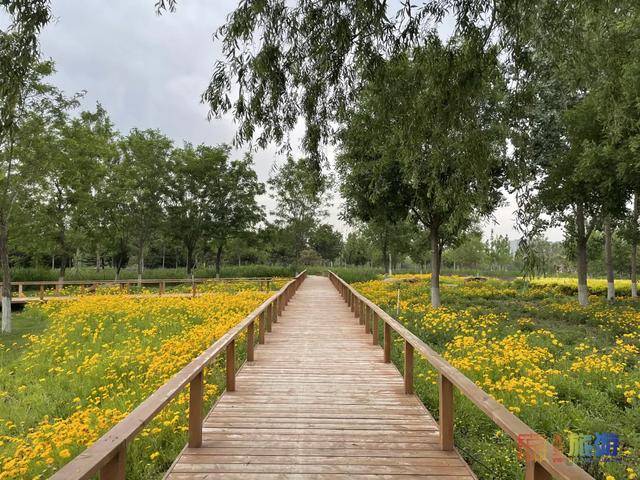 北京亦庄超大规模雏菊花海正在盛花期,五颜六色,颜值爆表!