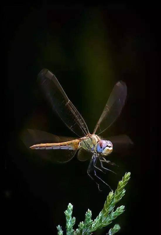 蜻蜓微距高清照片,太美了!