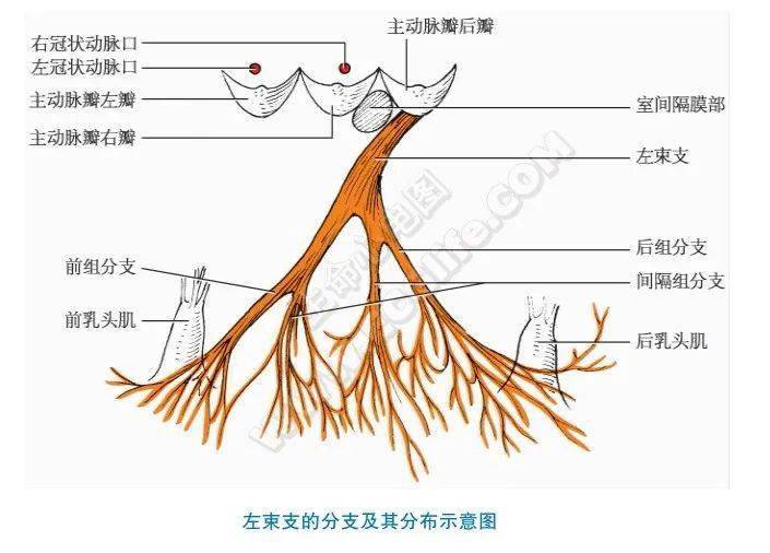 左束支分支的形式包括:1.