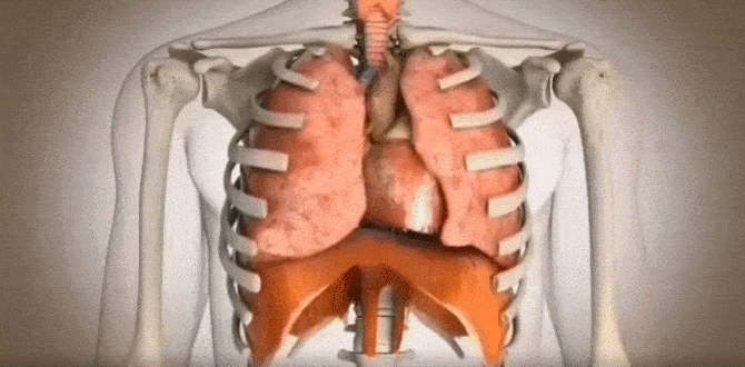 吸气时,肺部变大,膈肌下沉收缩,同时腹横肌向四周扩散拉长,肋骨最高