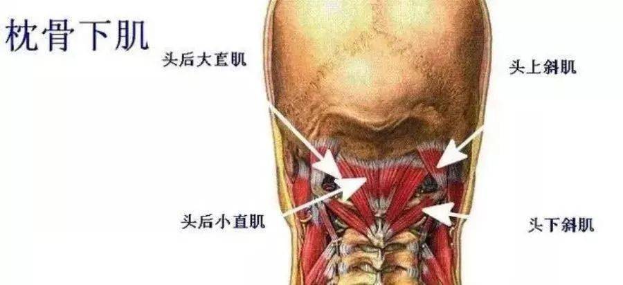 在脊髓被膜上的肌群(因为颈一颈二之间没有椎间盘),当枕下肌群紧张时