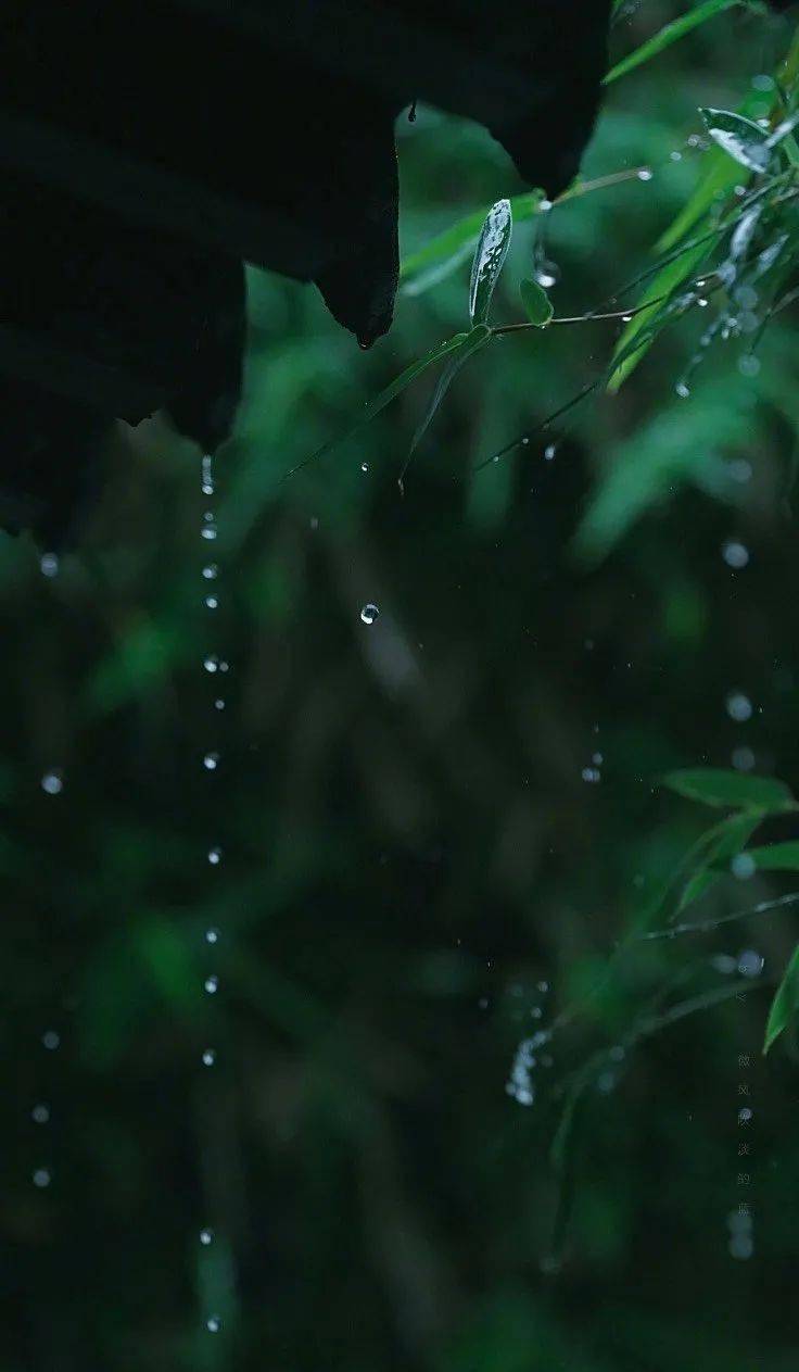 听琴| 夏日最宜檐雨竹潇潇