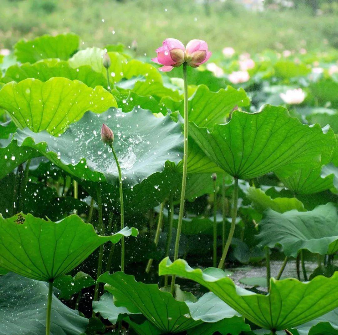 小学语文描写景的课文教案怎么写_如何写教案小学语文_小学语文写人课文教案