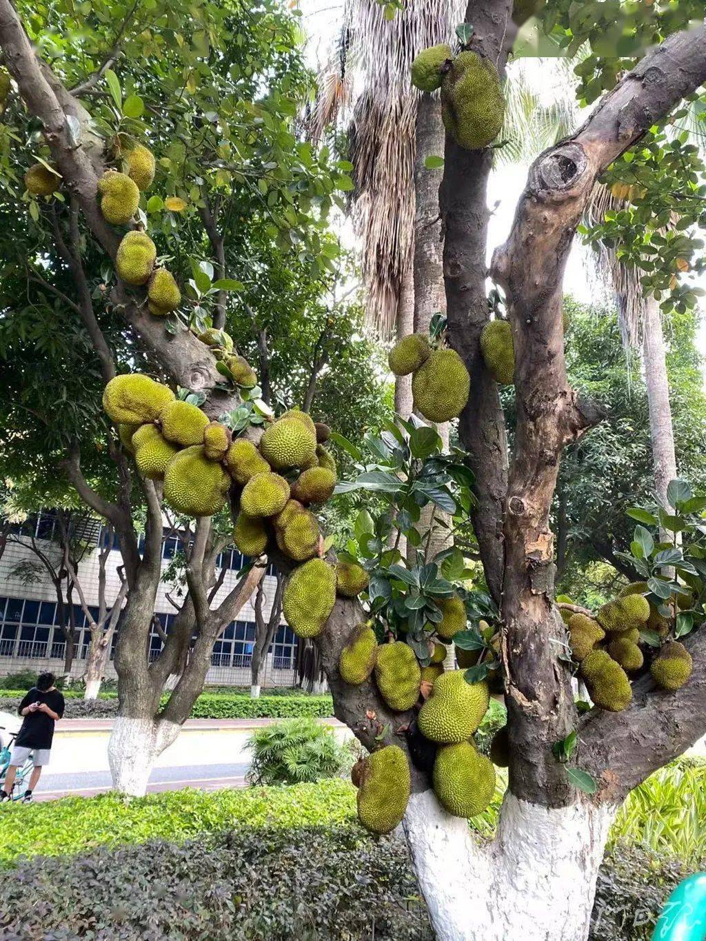 厦门路边菠萝蜜挂满枝头担心中头彩别慌