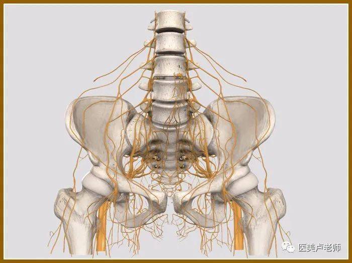 子宫输卵管及卵巢的神经丛_盆腔