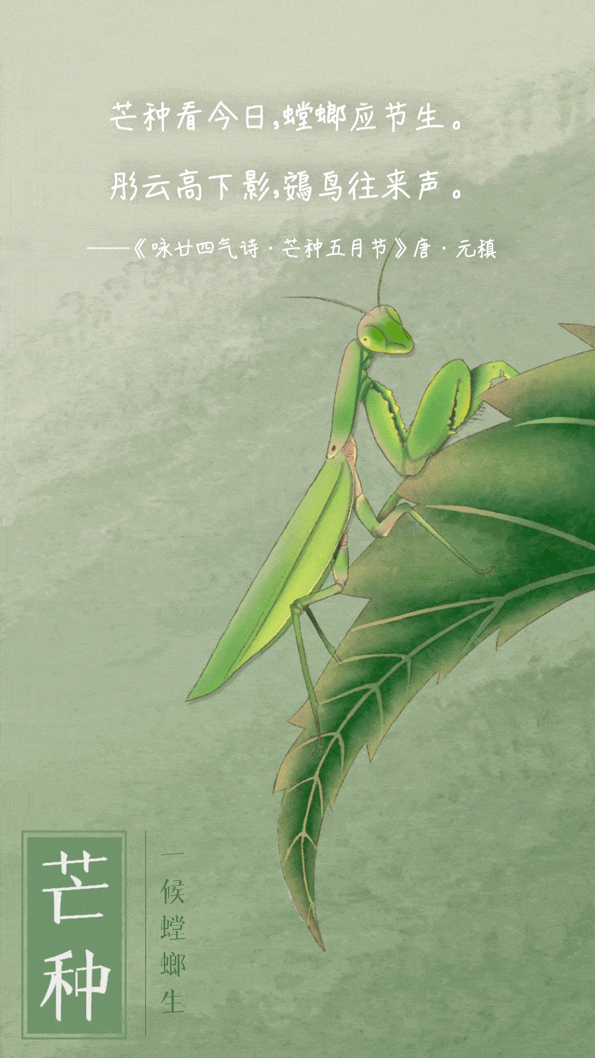 二十四节气 | 芒种至 盛夏始
