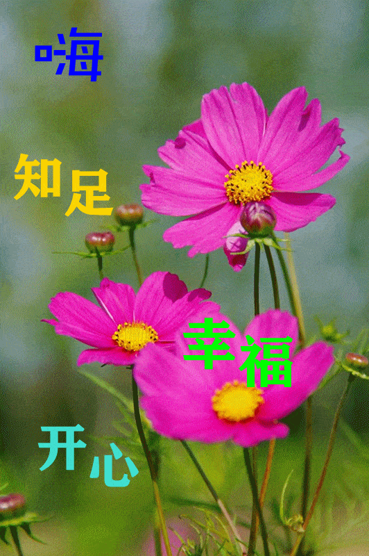 最漂亮早上好动态表情图片大全,早晨好动图美图大全