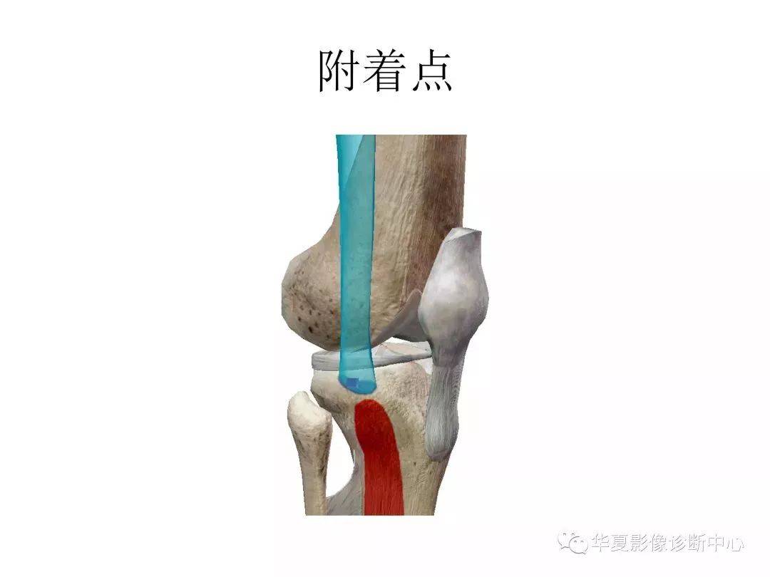 膝关节解剖图谱收藏