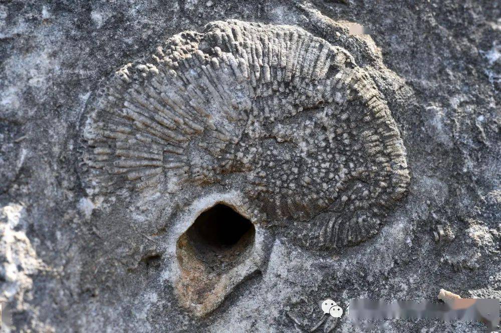 别摸,这是远古海洋生物化石!