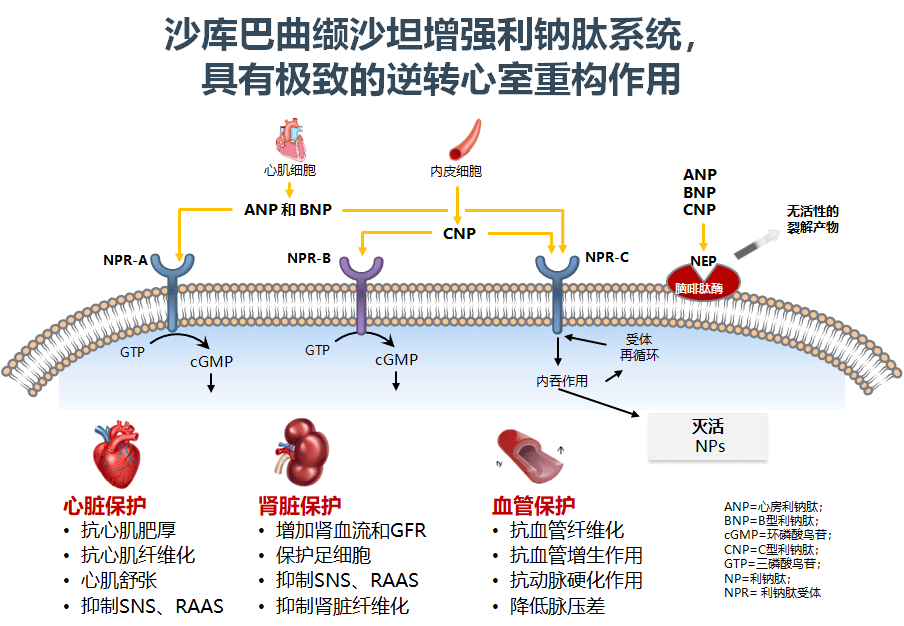 沙库巴曲能够抑制脑啡肽酶,减少利钠肽降解,使anp,bnp,cnp作用于相应