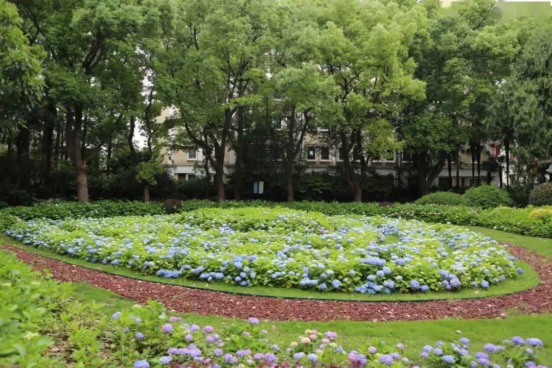送你一颗小心心波阳公园心形八仙花海等你来打卡