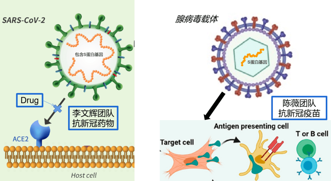 yi)李文辉团队的抗新冠药物就像盾牌一样,阻止了新冠病毒与受体ace2的