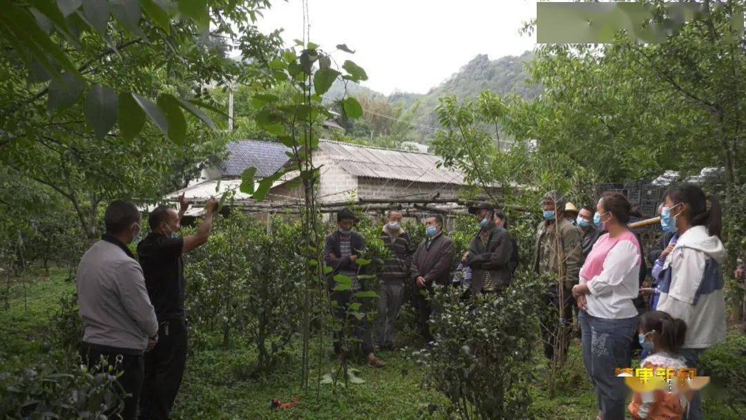 6月5日,忙丙乡在忙丙村白岩组召开现场培训会,开展猕猴桃管护技术培训