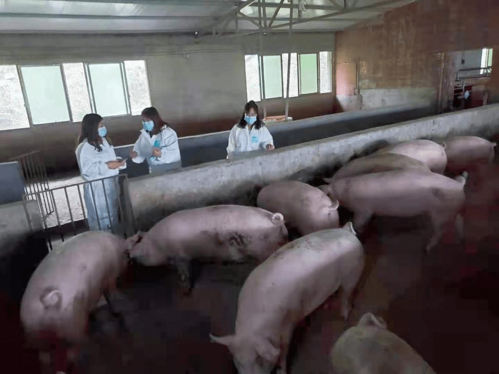 针对天翊养殖场在养殖过程中遇到的技术难题,农技人员分别从母猪繁育