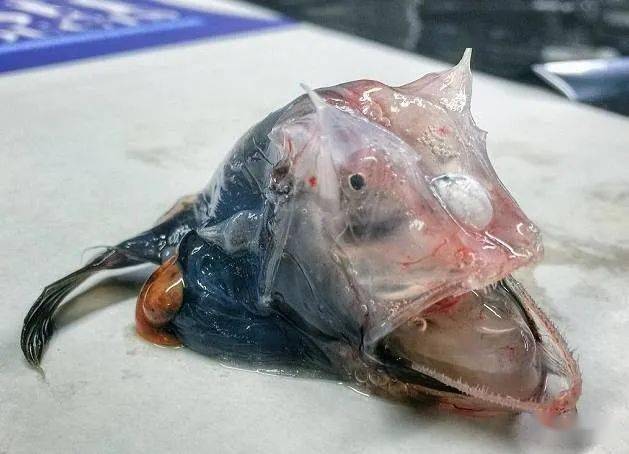 你不曾见过的深海怪鱼