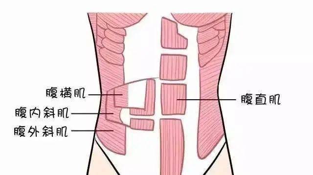 腹直肌,是位于腹部中线两侧对称排列的一对肌肉.