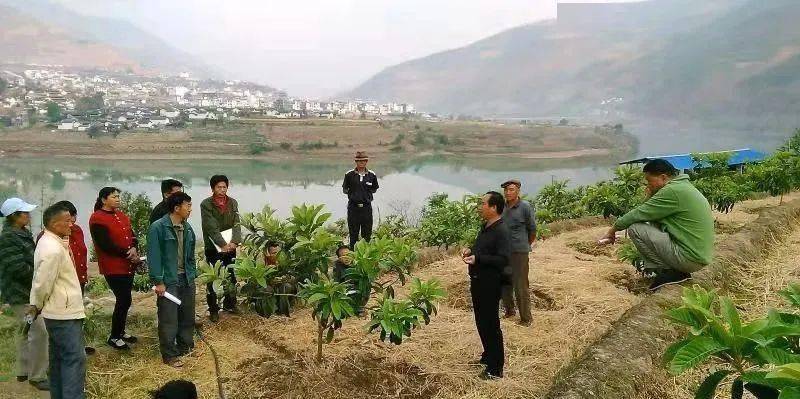 暮春时节,走进云龙县功果桥镇山西村,宽阔的澜沧江碧波荡漾,阵阵果香