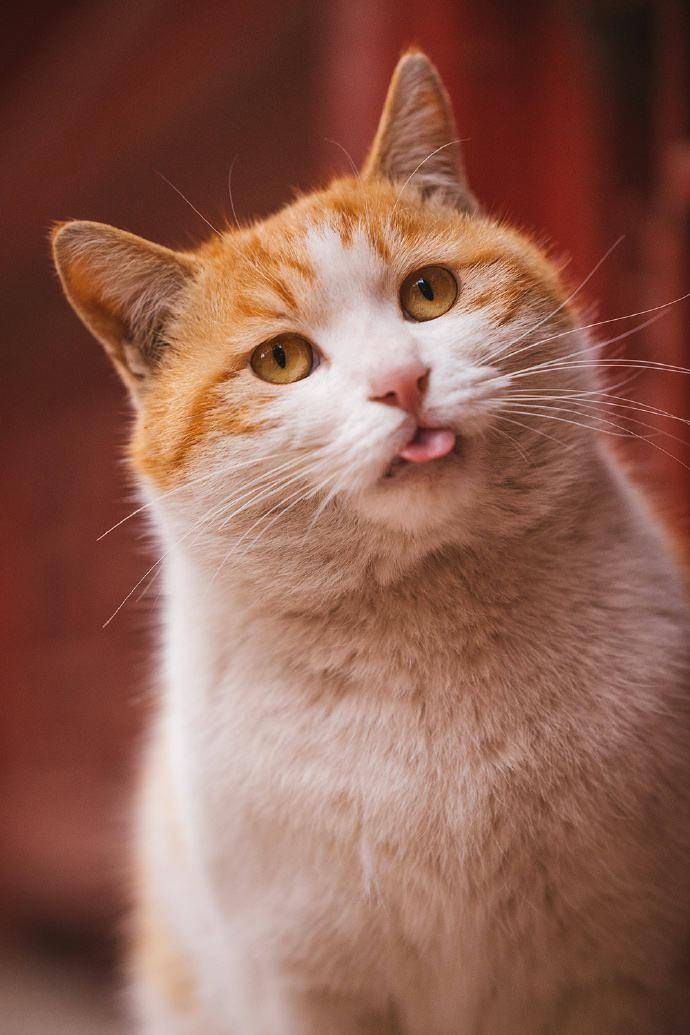 "所有第一次看到"故宫猫"照片的人都会在心里不可思议地嘀咕.