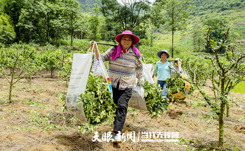 册亨县坡妹镇:花椒丰收农民笑_大路村