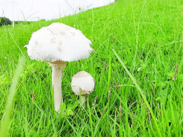 雨后蘑菇别样美