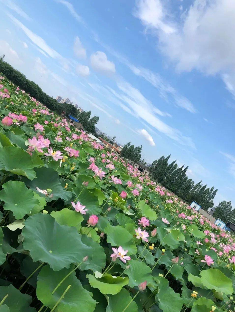 端午后就来这儿邂逅最美荷花~_双流