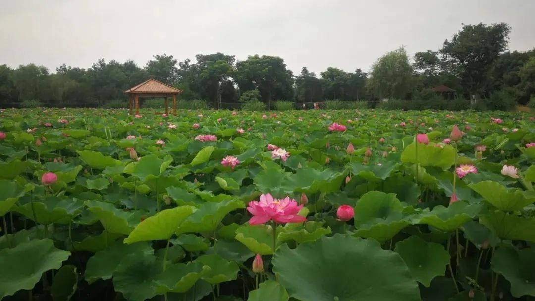 在 双流区黄水镇杨公社区 荷塘里朵朵荷花竞相开放 硕大的荷叶和