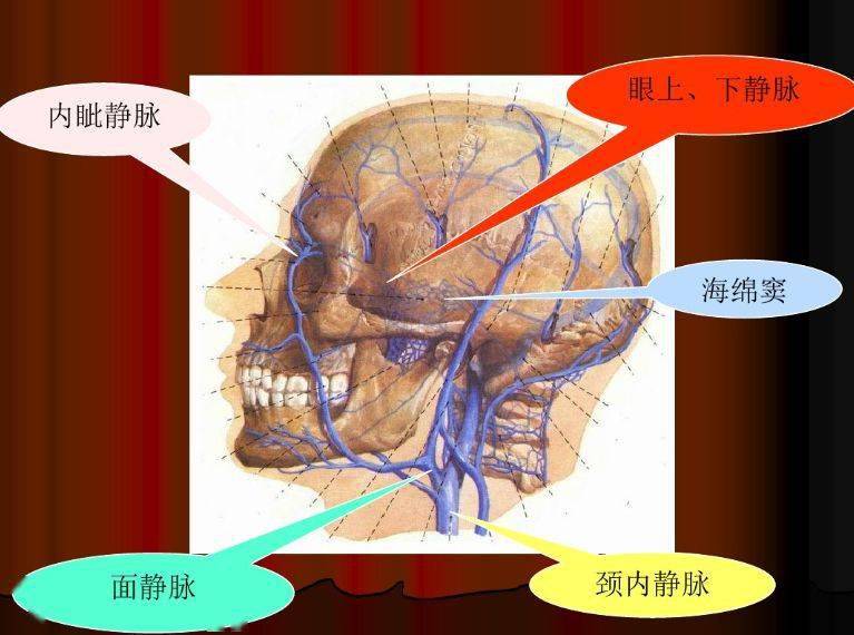 副交感神经来自面神经分支岩浅大神经 ,两者合成翼管神经至蝶腭神经节