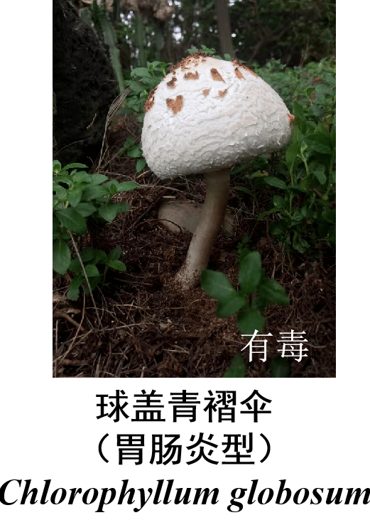 恩施州常见毒蘑菇图谱来了!