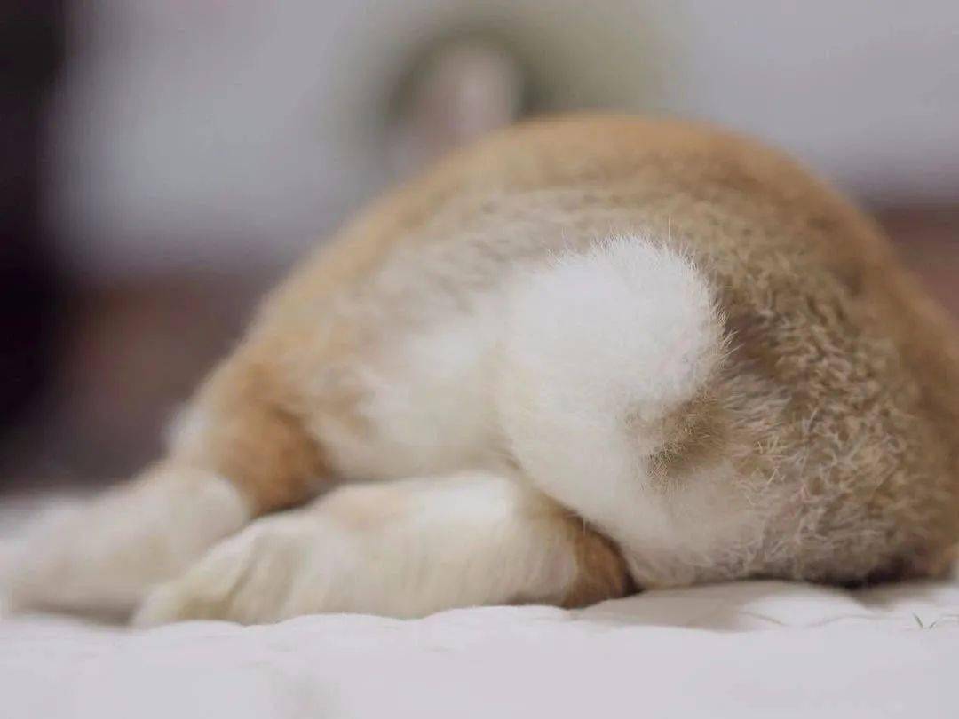 【每日一问】兔子的尾巴不是个毛球?