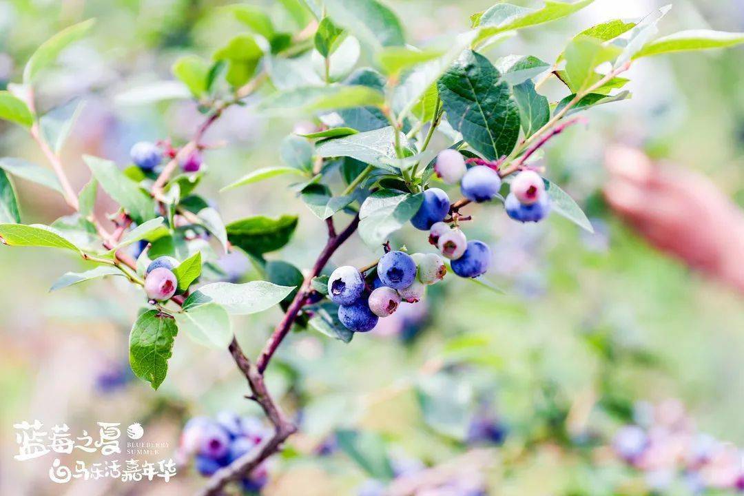 品蓝莓,游李巷,住民宿"蓝莓之夏"白马乐活嘉年华周末也不可错过哦