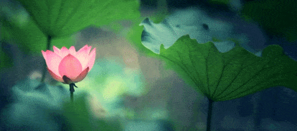 依依,荷香蛙鸣 今天堰小旅给大家分享 前所未有的 