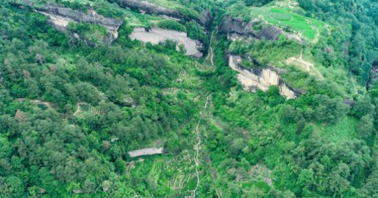 东方六禾武夷岩茶山场说:独占鳌头牛栏坑的"不可思议"