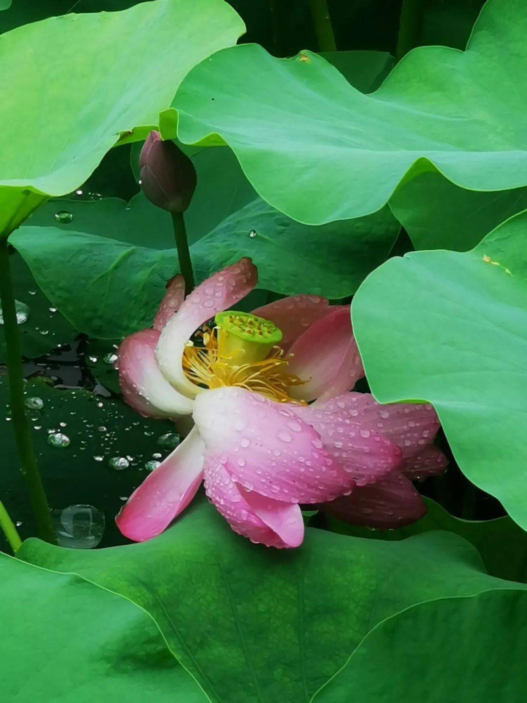 雨后荷塘